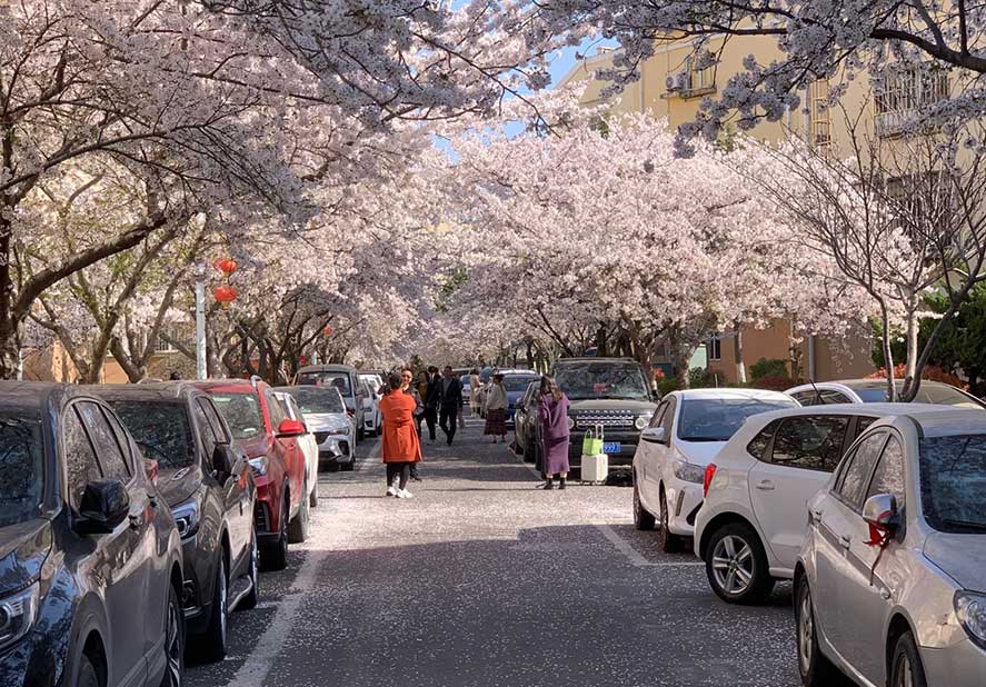 Haozhifeng Machinery organizes a spring outing to enjoy cherry blossoms